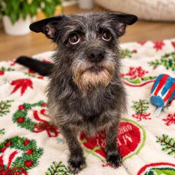Brandy -  Cairn Terrier and Mixed Breed Dog for Adoption in Hopkinton, Massachusetts - Brandy | PetCurious