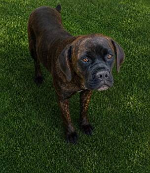 Athena -  Cane Corso Dog for Adoption in Coarsegold, California - Athena | PetCurious