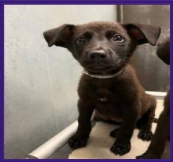 Honey $550 -  Labrador Retriever Dog for Adoption in West Milwaukee, Wisconsin - Honey $550 | PetCurious