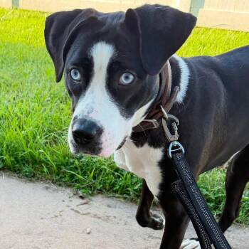 72098 -  Pit Bull Terrier Dog for Adoption in Harrisonburg, Virginia - 72098 | PetCurious