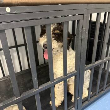 Bernese Mountain Dog and Poodle Dogs Available for Adoption in Watertown, New York - Prince -JCS-A-30708 | PetCurious