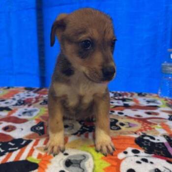 Mixed Breed Dogs Available for Adoption - Loren | PetCurious