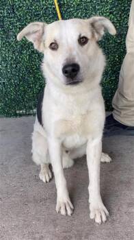 Shepherd and Mixed Breed Dogs Available for Adoption in El Paso, Texas - 60924379 | PetCurious
