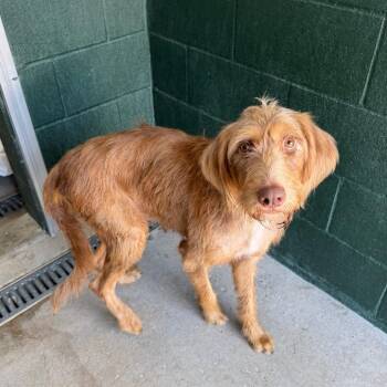 Recital -  Australian Shepherd and Poodle Dog for Adoption in Carencro, Louisiana - Recital | PetCurious