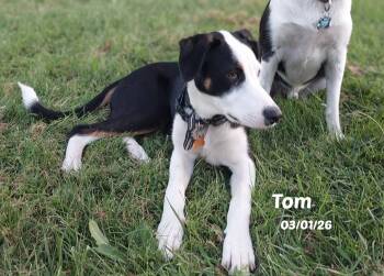 Tom -  Border Collie Dog for Adoption in Seymour, Indiana - Tom | PetCurious
