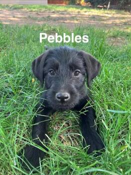 Pebbles -  Schnauzer and Labrador Retriever Dog for Adoption in Boone, Colorado - Pebbles | PetCurious