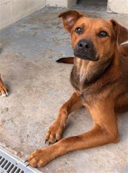 RAY DILLON -  Rhodesian Ridgeback and Mixed Breed Dog for Adoption in Corpus Christi, Texas - RAY DILLON | PetCurious