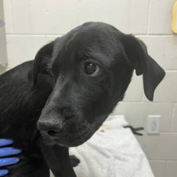 Maui -  German Shepherd Dog and Mixed Breed Dog for Adoption in Murray, Utah - Maui | PetCurious