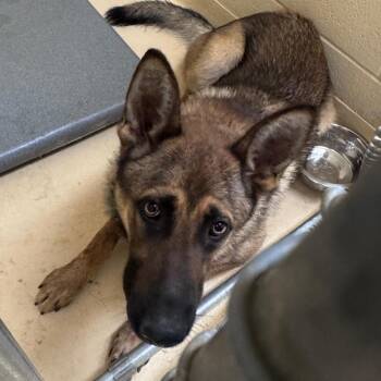 Corndog -  Mixed Breed Dog Available for Adoption in Winston-salem, North Carolina - Corndog | PetCurious