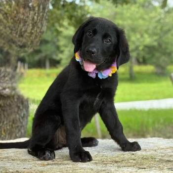 Hope Happy Pup -  Black Labrador Retriever and German Shorthaired Pointer Dog for Adoption in Friendswood, Texas - Hope Happy Pup | PetCurious