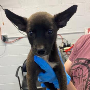 Macaroon -  Terrier and Shepherd Dog for Adoption in Hattiesburg, Mississippi - Macaroon | PetCurious