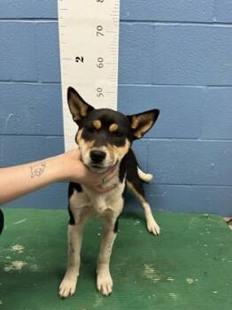 Rescue Carolina Dog and Mixed Breed Dogs for Adoption in Seneca, South Carolina - Betty Boop | PetCurious