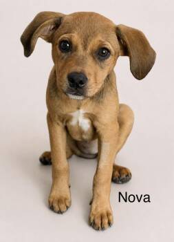 Nova -  Mixed Breed Dog for Adoption in Mobile, Alabama - Nova | PetCurious