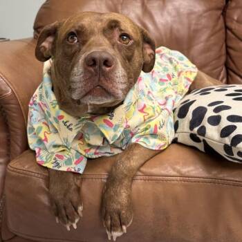 Huey -  Mixed Breed Dog for Adoption in Mentor, Ohio - Huey | PetCurious