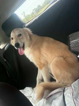 26-099 Frannie “Coming Soon” -  Golden Retriever and Great Pyrenees Dog for Adoption in Richardson, Texas - 26-099 Frannie “Coming Soon” | PetCurious