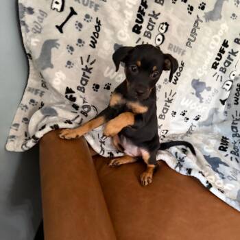 Big John -  Miniature Pinscher and Jack Russell Terrier Dog for Adoption in Sequatchie, Tennessee - Big John | PetCurious