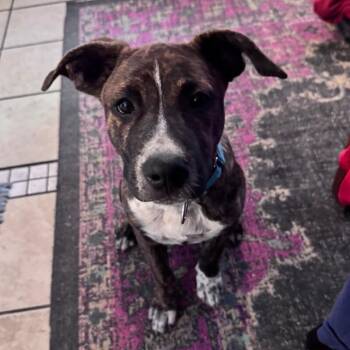 Mixed Breed and Pit Bull Terrier Dogs Available for Adoption in Lawton, Oklahoma - ALADDIN (LIGHT BLUE) DISNEY | PetCurious