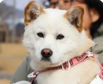 Jindo and Shiba Inu Dogs Available for Adoption - Solyu | PetCurious