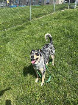 Ellie -  Terrier Dog for Adoption in New Cumberland, West Virginia - Ellie | PetCurious