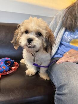 Nicolas -  Havanese and Poodle Dog for Adoption in Shermans Dale, Pennsylvania - Nicolas | PetCurious
