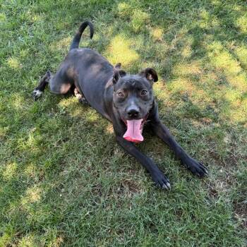 Bane -  Pit Bull Terrier Dog for Adoption in Fresno, California - Bane | PetCurious