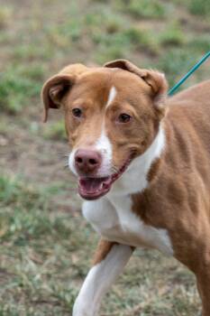 Charlie -  Chocolate Labrador Retriever Dog for Adoption in King George, Virginia - Charlie | PetCurious