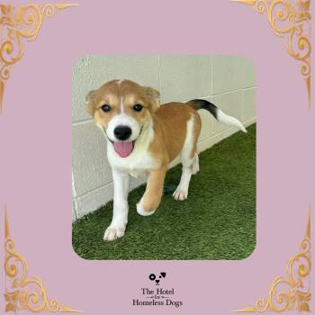 Fable -  Cattle Dog Dog for Adoption in Cumberland, Rhode Island - Fable | PetCurious