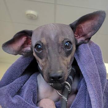 Mixed Breed Dogs Available for Adoption in Las Cruces, New Mexico - 103118 | PetCurious