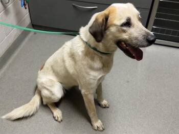 Australian Cattle Dog Blue Heeler and Catahoula Leopard Dog Dogs Available for Adoption in Colorado Springs, Colorado - LULU | PetCurious
