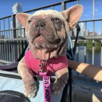 Mindy -  French Bulldog Dog for Adoption in Austin, Texas - Mindy | PetCurious