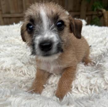 Scruffy Tiffany -  Chihuahua and Cairn Terrier Dog for Adoption in Sarasota, Florida - Scruffy Tiffany | PetCurious