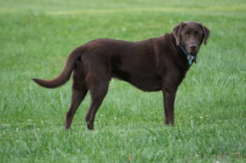 Rescue Chocolate Labrador Retriever Dogs for Adoption in Amherst, Ohio - DYSEN | PetCurious