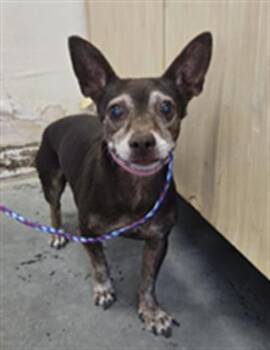 ITZEL -  Chihuahua Dog for Adoption in Camarillo, California - ITZEL | PetCurious