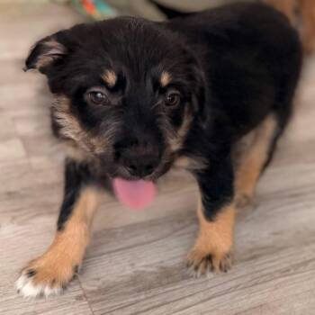 Palmer -  Wheaten Terrier and Mixed Breed Dog for Adoption in Green Bay, Wisconsin - Palmer | PetCurious