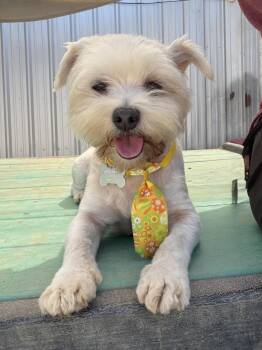 MAX -  Maltipoo and Poodle Dog for Adoption in Pasadena, California - MAX | PetCurious