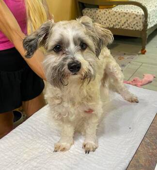 Shih Tzu and Maltese Dogs Available for Adoption in Benton, Louisiana - Worfle (NOT YET AVAILABLE) | PetCurious