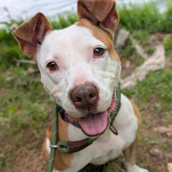 Rescue Mixed Breed Dogs for Adoption in Middleburg, Florida - Paige 26774 | PetCurious