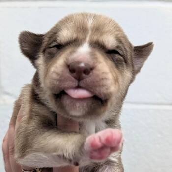 Boxer and Mixed Breed Dogs Available for Adoption - L Pup 7 | PetCurious