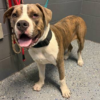 TUSC-Stray-85132 -  Mastiff and Mixed Breed Dog for Adoption in Tuscaloosa, Alabama - TUSC-Stray-85132 | PetCurious