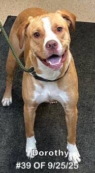 Rescue Pit Bull Terrier Dogs for Adoption in Gaylord, Michigan - Dorothy #39 Of 9-25-25 | PetCurious