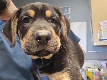 A1938367 -  Shepherd Dog for Adoption in Riverside, California - A1938367 | PetCurious