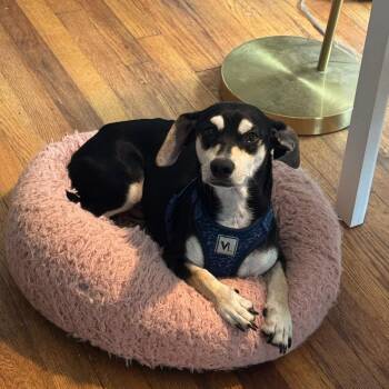 Chucho Chip -  Miniature Pinscher and Beagle Dog for Adoption in Greenville, South Carolina - Chucho Chip | PetCurious