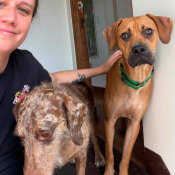 Magoo -  Boxer and Mixed Breed Dog for Adoption in La Grange, Kentucky - Magoo | PetCurious