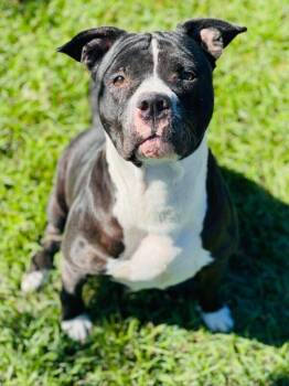 Rescue Only- AC- 5325 "Hailey" -  Pit Bull Terrier Dog for Adoption in Conyers, Georgia - Rescue Only- AC- 5325 "Hailey" | PetCurious