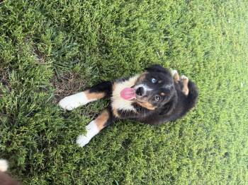 Oliver -  Australian Shepherd Dog for Adoption in Brazil, Indiana - Oliver | PetCurious
