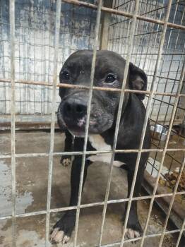 American Staffordshire Terrier Dogs Available for Adoption - Dexter | PetCurious