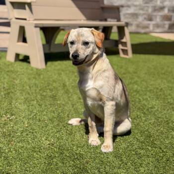 Catahoula Leopard Dog and Collie Dogs Available for Adoption in Gainesville, Georgia - Tucker | PetCurious