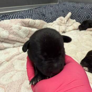 Terrier and Mixed Breed Dogs Available for Adoption in Ontario, California - GREY COLLAR - NEEDS A FOSTER | PetCurious