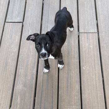 Ollie -  Labrador Retriever and Boxer Dog for Adoption in Lutz, Florida - Ollie | PetCurious