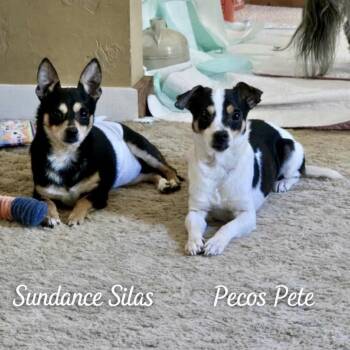 Chihuahua Dogs Available for Adoption in New Orleans, Louisiana - Pecos Pete | PetCurious